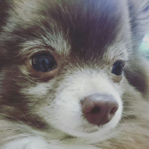 なぜこんなにかわいいのか