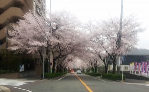 感動の桜並木