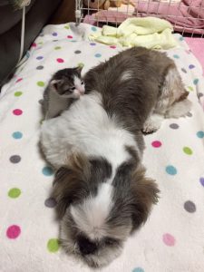 ラムネも一生懸命、お兄ちゃんをして、元気づけてました