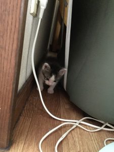 ハンティングです