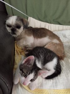 猫のお母さんは大変ですね。