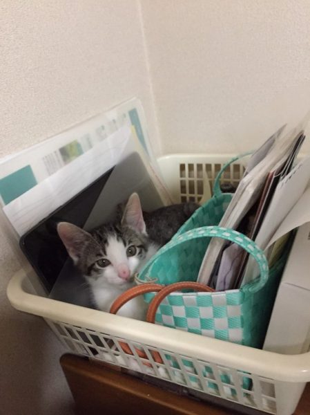 ねこ(名前:立夏)が来て3ヶ月が経ちました。