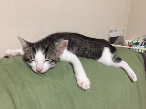 猫のお母さんは大変ですね。