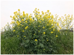 たんぽぽ、菜の花、水仙が咲いていました