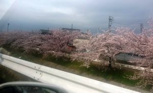 感動の桜並木