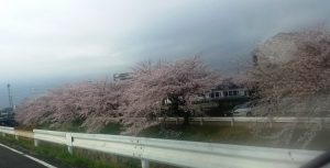 感動の桜並木