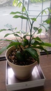 青々と葉っぱが出てます