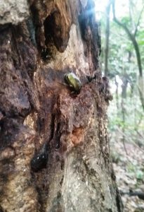 今年はまだカブトムシ来てないなぁ～