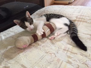 立夏（猫）の躾の続きについて