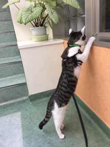 立夏(猫)がおとなに。