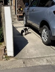 玄関土間の下地モルタル