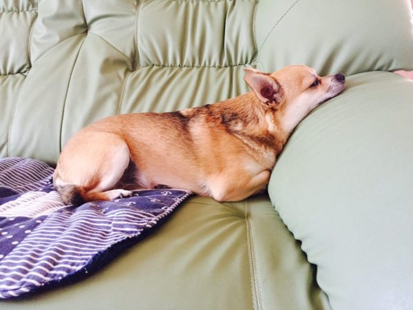 内海の花火大会