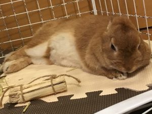 うさぎ♀ もうすぐ1歳