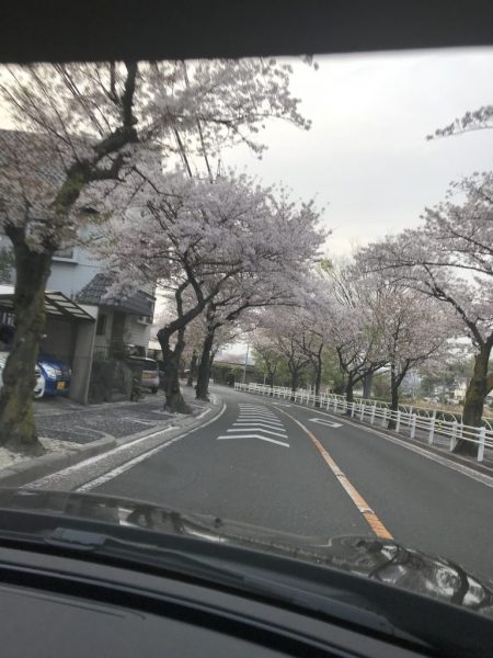 ウチの子も花見初デビュー