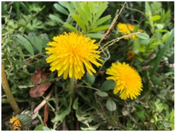 たんぽぽ、菜の花、水仙が咲いていました