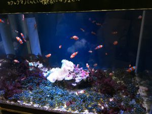 名古屋港水族館