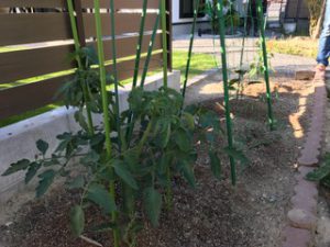 小さな家庭菜園