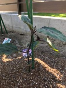 小さな家庭菜園