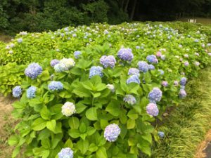 アジサイがたくさんきれいに咲いておりました