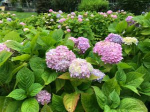 アジサイがたくさんきれいに咲いておりました