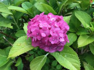 家の周りにたくさんの花が咲いていて、きれいです。