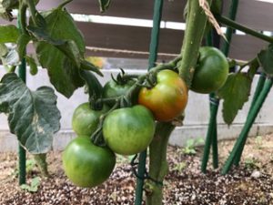 家庭菜園では、野菜が順調に育っています。