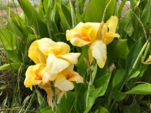 家の周りにたくさんの花が咲いていて、きれいです。