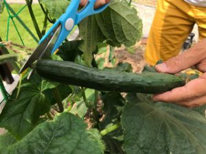 家庭菜園では、野菜が順調に育っています。