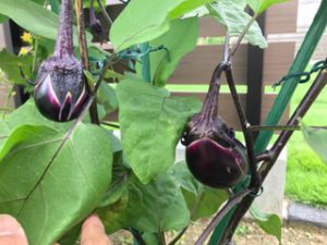ナスも頑張っています。あと少し！