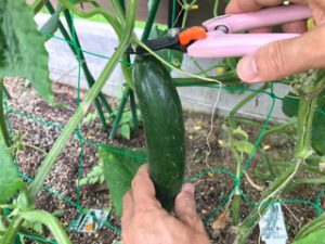 キュウリは相変わらず、毎日たくさん収穫できます。