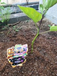 家庭菜園のトマトとキュウリを植え替えました。