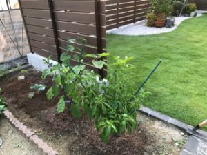 ピーマンはまだ頑張っています