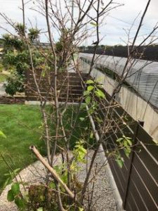 ジューンベリー