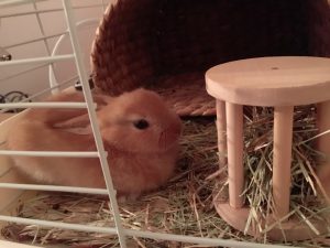 うさぎを飼い始めました