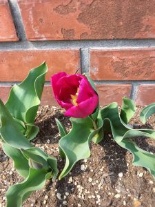 花壇のチューリップ