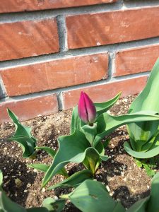 花壇のチューリップ