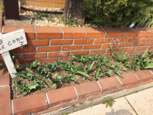 花壇のチューリップ