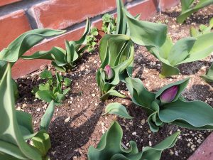花壇のチューリップ
