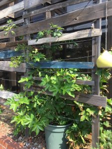 バラもすくすく成長中です