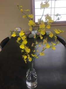 オンシジウムというラン科