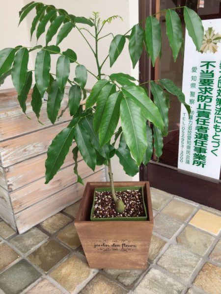 豆の木ですがすくすく成長して