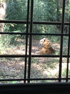 富士サファリーパーク