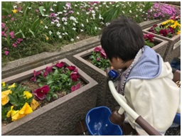 たんぽぽ、菜の花、水仙が咲いていました