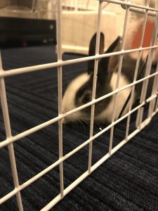 浜名湖にゴルフ