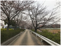 ソメイヨシノが５分咲きできれいでした