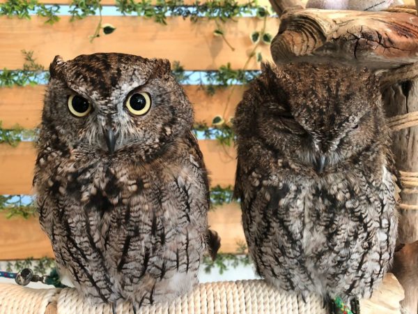 フクロウカフェ