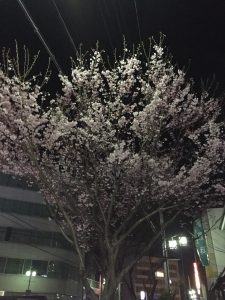 夜桜
