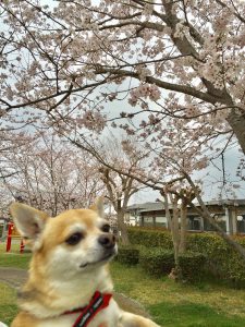実家の近くの公園の桜も咲いていたので