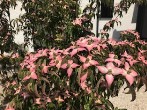 ジューンベリー