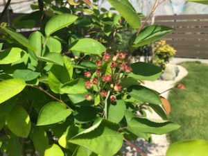 新たな仲間入り